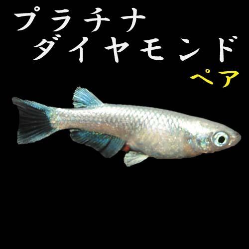 プレミアムメダカ プラチナダイヤモンド ペア メダカ 生体 めだか 血統 目高 medaka 変わり...