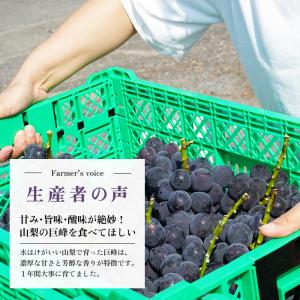 巨峰 ぶどう 【大粒・種なし】 山梨 秀品 4...の詳細画像5
