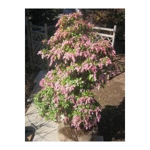 特選庭木・果樹 苗木：ブルーベリー（ノーザンハイブッシュ系