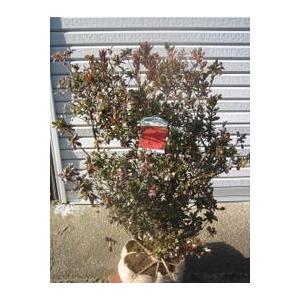 ダイセンミツバツツジ 大株 : 横の植木屋さん - 通販 - Yahoo!ショッピング