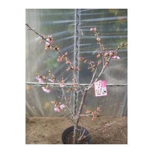 サクラ 河津桜 (カワヅザクラ) 樹高1.8〜2.0m前後(根鉢含まず) 単品