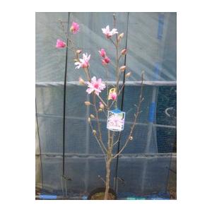 ピンク姫コブシ 株立ち 約1.8m 現品発送 特大株 植木 苗木 大苗 紅花