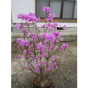 庭木：ミツバツツジ*（三つ葉つつじ）ピンク花or白花 花色をお選び