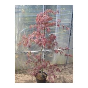 紅羽衣モミジ 株立ち 約1.5m 現品発送 ベニハゴロモ紅葉 特大株 植木