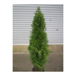 コニファー エメラルドグリーン : 打出農園 - 通販 - Yahoo!ショッピング