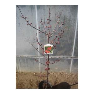 花梅　苗木　鹿児島紅梅