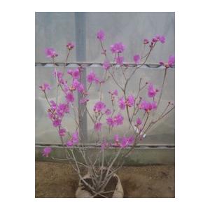 玄海つつじ（紫色）ゲンカイツツジ