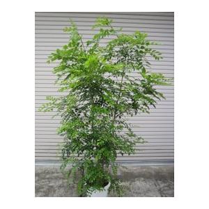 ヒメシャラ（株立ち）大株 : 打出農園 - 通販 - Yahoo!ショッピング