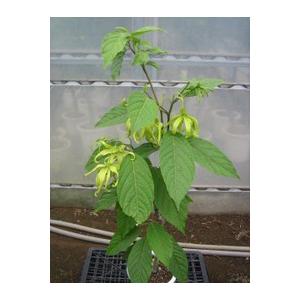 イランイランの木