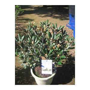 大品盆栽：糸魚川真柏【現品】*【当店へご来店引き取りの方限定