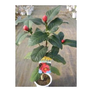 ベトナム椿（ハイドゥンキング） : 打出農園 - 通販 - Yahoo!ショッピング