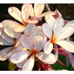 プルメリア　シンガポールピンク（大株）
