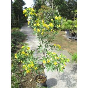 アンデスの乙女