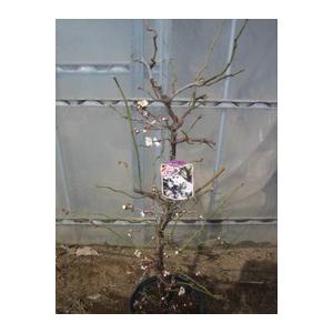 現品発送 雲竜梅 ウンリュウバイ8号 樹高1.3m-1.5m(鉢底から) シンボル