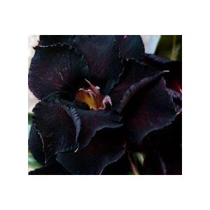 アデニウム　ブラックスワン