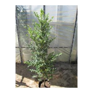 キンメツゲ（金芽つげ）５本セット