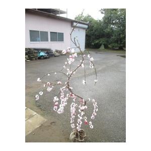 花もも(源平しだれ）根巻き