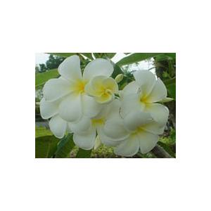 プルメリア（レモンサンセット）Y字立ち 6号スクエア鉢植え : 日本