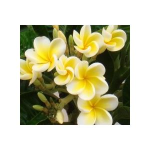プルメリア　ルーツオブイエロー