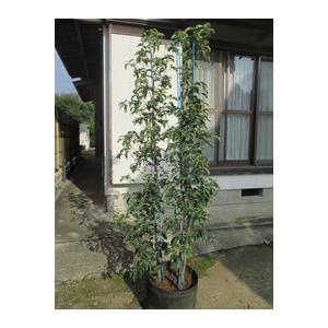 常緑ヤマボウシ 特大株 ホンコンエンシス 3本株立ち Imgrc 打出農園 通販 Yahoo ショッピング