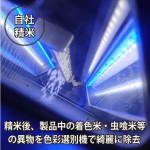 新潟産 新之助 令和7年産 1等米 精米5kg...の詳細画像1