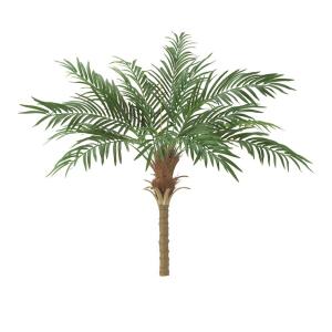 フェニックスロベレニー 9号Mサイズ 八丈島産 ヤシの木