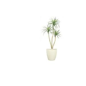 観葉植物 寄せ植え(ユッカ)7号角陶器鉢|(白黒) 高さ約1m kan-yosey-07