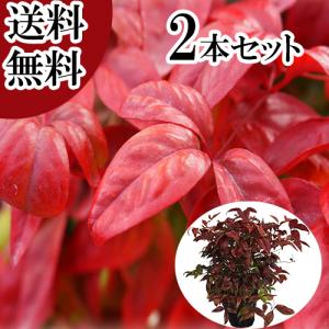 オタフクナンテン 樹高0.2m前後 13.5〜15cmポット （ 単 品 ）（送料