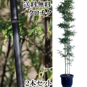 特選庭木・植木：オリーブ（ネバディロブランコ）*太幹 安心の9号
