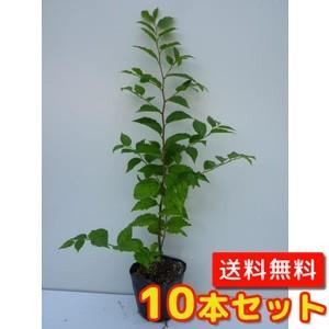 エノキ 樹高0.3m前後 10.5cmポット （10本セット）（送料無料）  苗 植木 苗木 庭