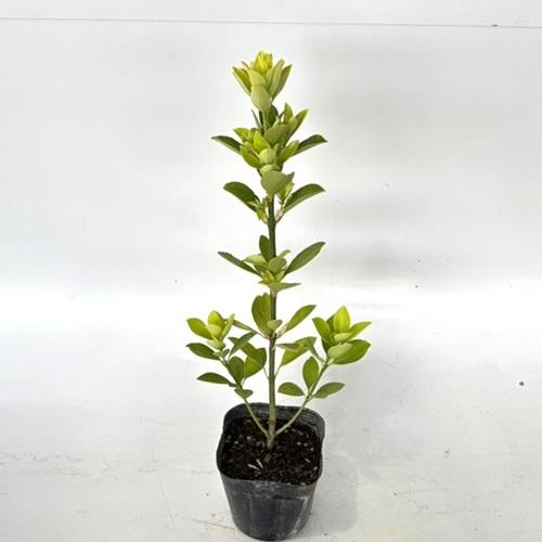 オウゴンマサキ 樹高0.3m前後 10.5〜12cmポット （20本セット）（送料無料）  苗 植木...