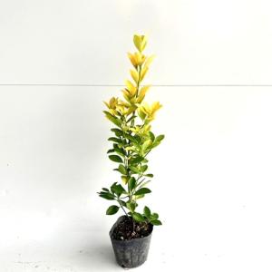 イロハモミジ 樹高1.5m前後 18cmポット （5本セット）（送料無料） 苗