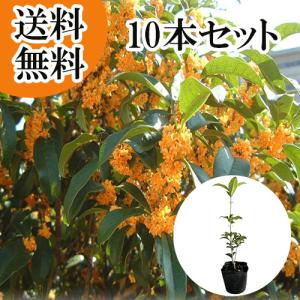 生活の木　金木犀　キンモクセイ　インセンス　完売品　オマケ付き　匿名配送 特選庭木：金木犀（キンモクセイ）* 樹高 約160cm 全高 約180cm 大