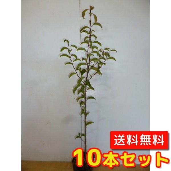 クロガネモチ 樹高0.5m前後 10.5cmポット （10本セット）（送料無料）  苗 植木 苗木 ...