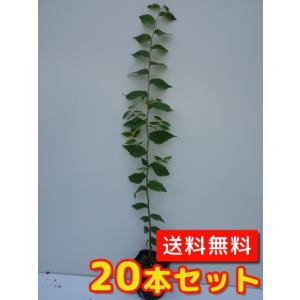 ケヤキ 樹高0.5m前後 10.5cmポット （20本セット）（送料無料）  苗 植木 苗木 庭