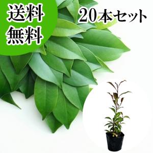 榊 苗木 【本榊 （ほんさかき） 青芽神サカキ】 根巻き 超大苗 : 苗木
