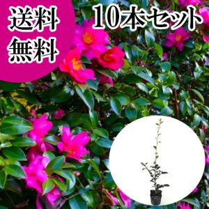 タイサンボク リトルジェム 3.5号ポット 挿し木苗 苗木 : エスフルール