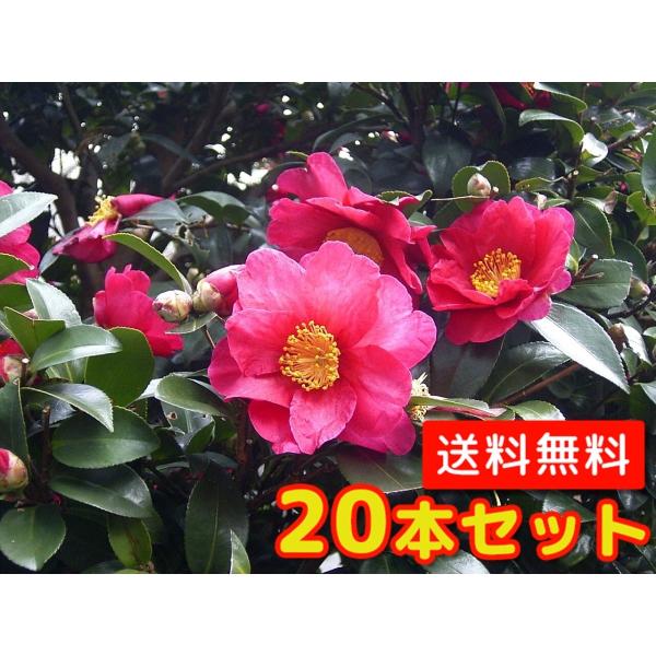 サザンカ 樹高0.5m前後 10.5cmポット （20本セット）（送料無料）  苗 植木 苗木 庭