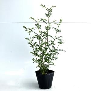 シマトネリコ 樹高0.3m前後 10.5cmポット （ 単 品 ） 苗 植木 苗木 庭