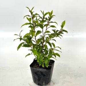 ヒサカキ 樹高0.3m前後 10.5cmポット （ 単 品 ） 苗 植木 苗木 : 花と
