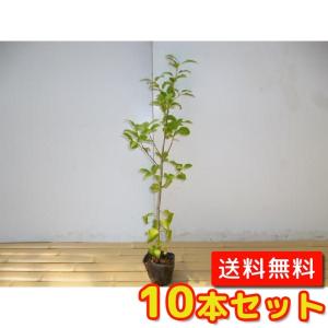 ヤマボウシ 販売の商品一覧 通販 Yahoo ショッピング