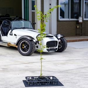 イロハモミジ 樹高1.0m前後 10.5cmポット （ 単 品 ）  苗