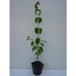 ヤマボウシ 苗 落葉樹の植木 庭木 の商品一覧 苗木 植木 花 ガーデニング 通販 Yahoo ショッピング