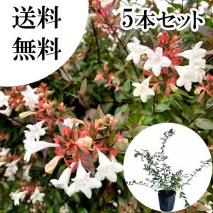 アベリア 樹高0.3m前後 15cmポット （5本セット）（送料無料） 苗 植木 苗木