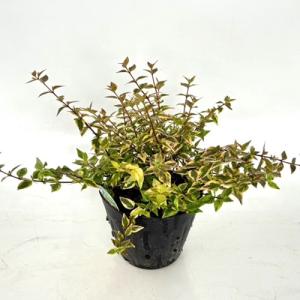 シマトネリコ 10本株立ち 約2.1m 現品発送 豪華株 特大株 植木苗木大苗