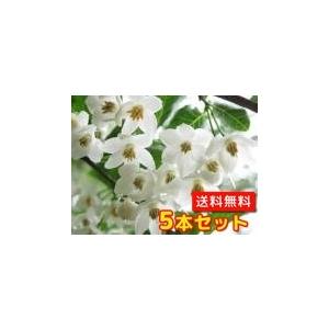 エゴノキ樹高1 5m前後生垣15cmポット目隠し 5本セット S1送料無料 苗販売苗植木苗木庭木垣根 生垣生け垣生垣用山林苗目隠し木 花と緑谷川緑販