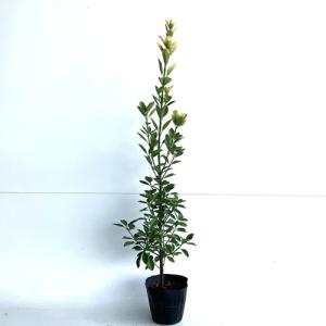 イロハモミジ 樹高1.5m前後 18cmポット （5本セット）（送料無料） 苗