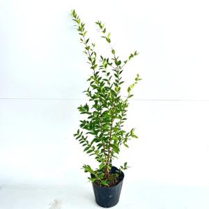 ポップブッシュ プルプレア 約1.8m 現品発送 特大苗木 植木 常緑樹