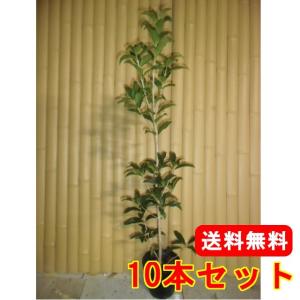 キンモクセイ 樹高0.8m前後 15cmポット （10本セット）（送料無料）  苗 植木 苗木 庭｜花と緑スーパーSEVEN