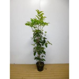 ギンモクセイ 樹高0.8m前後 15cmポット （5本セット）（送料無料） 苗 植木 苗木 庭
